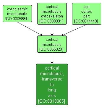 GO:0010005 - cortical microtubule, transverse to long axis (interactive image map)