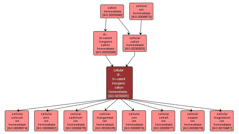 GO:0030005 - cellular di-, tri-valent inorganic cation homeostasis (interactive image map)