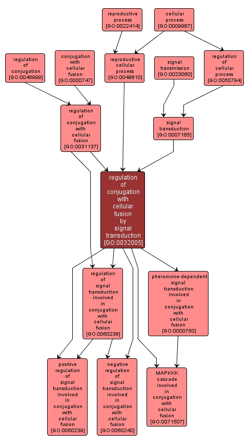 GO:0032005 - regulation of conjugation with cellular fusion by signal transduction (interactive image map)