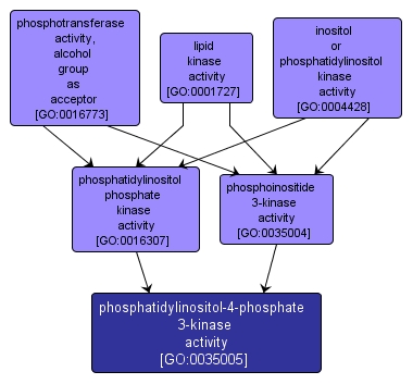 GO:0035005 - phosphatidylinositol-4-phosphate 3-kinase activity (interactive image map)