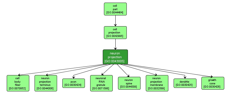 GO:0043005 - neuron projection (interactive image map)