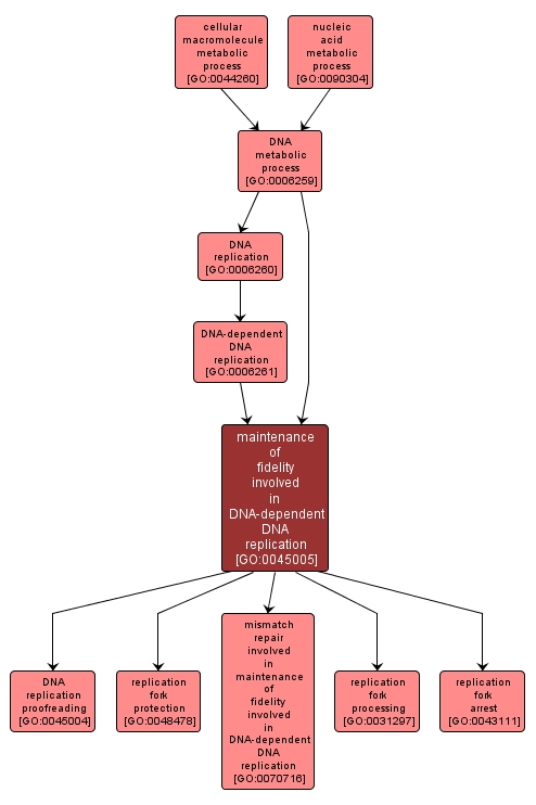 GO:0045005 - maintenance of fidelity involved in DNA-dependent DNA replication (interactive image map)