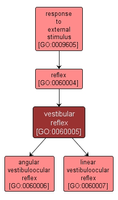 GO:0060005 - vestibular reflex (interactive image map)