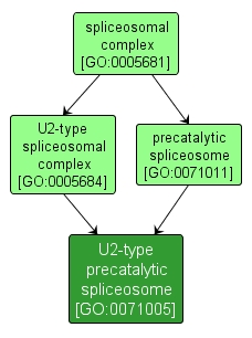 GO:0071005 - U2-type precatalytic spliceosome (interactive image map)