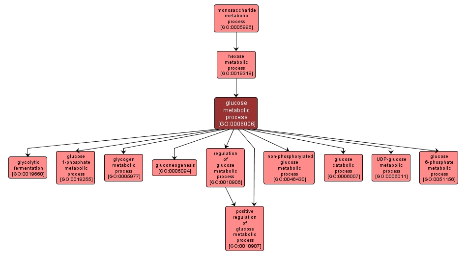 GO:0006006 - glucose metabolic process (interactive image map)