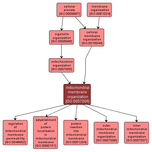 GO:0007006 - mitochondrial membrane organization (interactive image map)