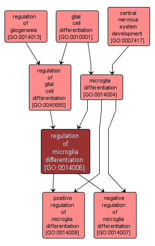 GO:0014006 - regulation of microglia differentiation (interactive image map)