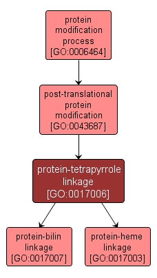 GO:0017006 - protein-tetrapyrrole linkage (interactive image map)