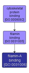 GO:0031006 - filamin-A binding (interactive image map)