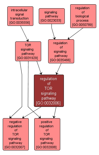 GO:0032006 - regulation of TOR signaling pathway (interactive image map)