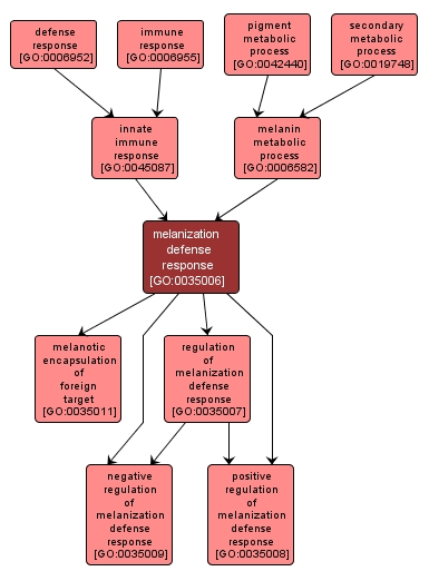 GO:0035006 - melanization defense response (interactive image map)