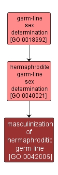 GO:0042006 - masculinization of hermaphroditic germ-line (interactive image map)