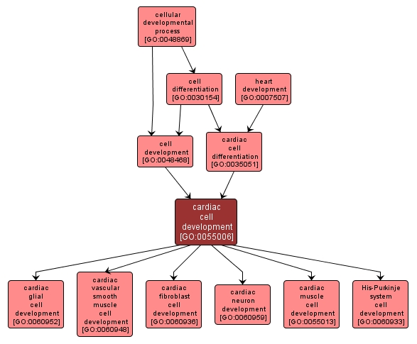 GO:0055006 - cardiac cell development (interactive image map)