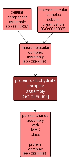 GO:0065006 - protein-carbohydrate complex assembly (interactive image map)