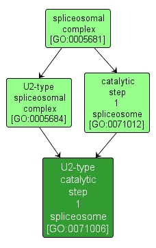 GO:0071006 - U2-type catalytic step 1 spliceosome (interactive image map)