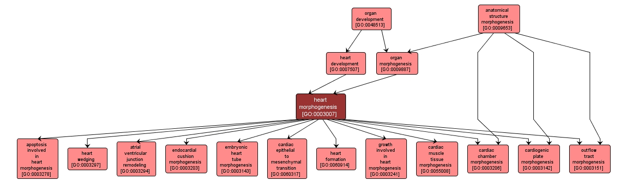 GO:0003007 - heart morphogenesis (interactive image map)