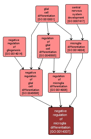 GO:0014007 - negative regulation of microglia differentiation (interactive image map)