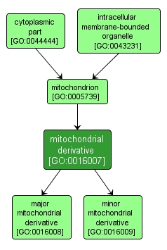 GO:0016007 - mitochondrial derivative (interactive image map)