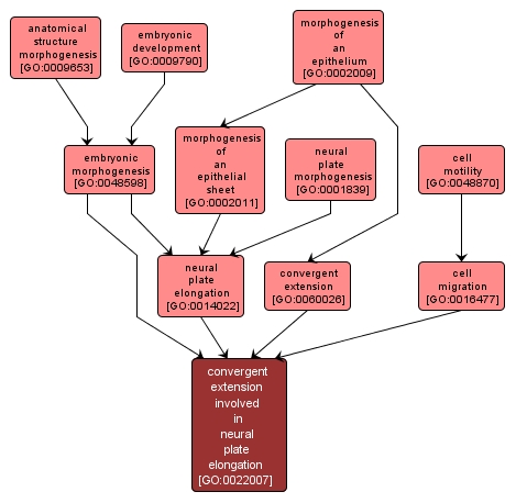 GO:0022007 - convergent extension involved in neural plate elongation (interactive image map)