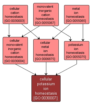 GO:0030007 - cellular potassium ion homeostasis (interactive image map)