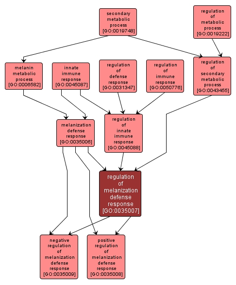 GO:0035007 - regulation of melanization defense response (interactive image map)