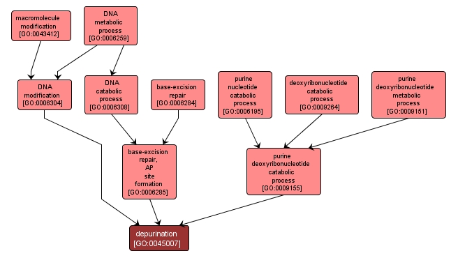 GO:0045007 - depurination (interactive image map)