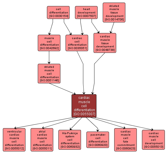 GO:0055007 - cardiac muscle cell differentiation (interactive image map)