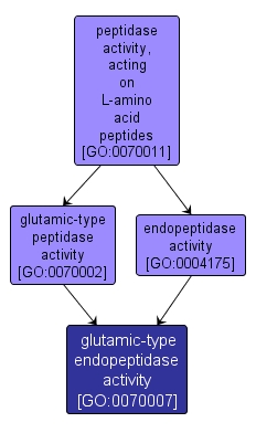 GO:0070007 - glutamic-type endopeptidase activity (interactive image map)