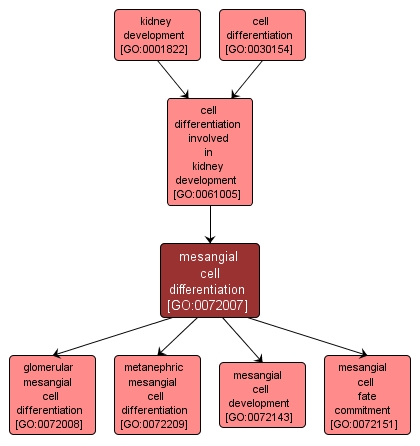 GO:0072007 - mesangial cell differentiation (interactive image map)