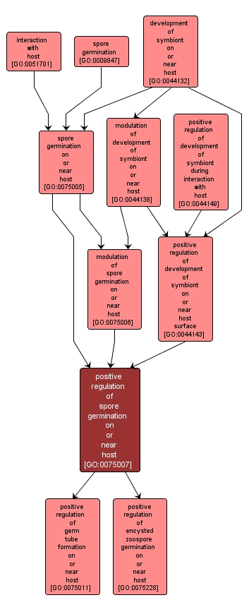 GO:0075007 - positive regulation of spore germination on or near host (interactive image map)
