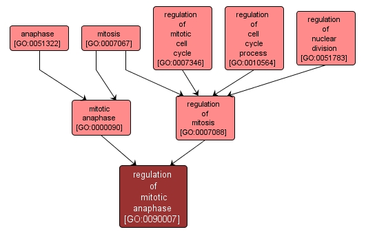 GO:0090007 - regulation of mitotic anaphase (interactive image map)