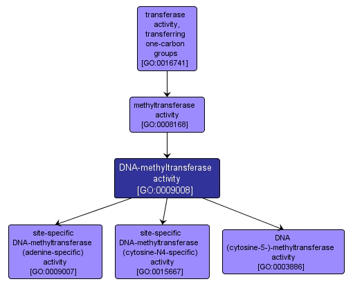 GO:0009008 - DNA-methyltransferase activity (interactive image map)