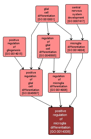 GO:0014008 - positive regulation of microglia differentiation (interactive image map)