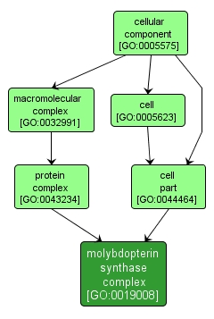 GO:0019008 - molybdopterin synthase complex (interactive image map)