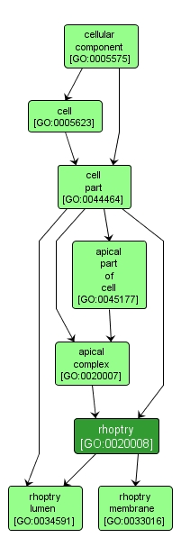 GO:0020008 - rhoptry (interactive image map)