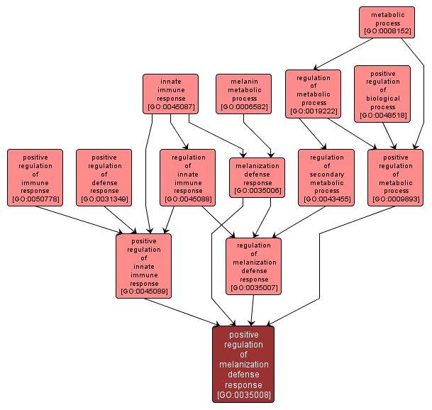 GO:0035008 - positive regulation of melanization defense response (interactive image map)