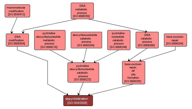 GO:0045008 - depyrimidination (interactive image map)