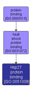 GO:0051008 - Hsp27 protein binding (interactive image map)