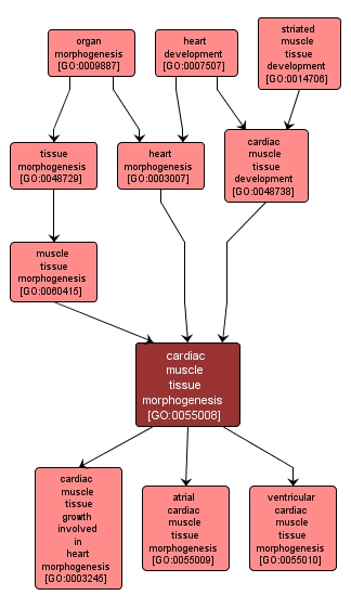 GO:0055008 - cardiac muscle tissue morphogenesis (interactive image map)