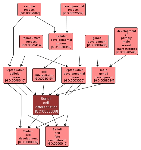 GO:0060008 - Sertoli cell differentiation (interactive image map)