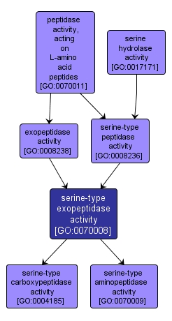 GO:0070008 - serine-type exopeptidase activity (interactive image map)