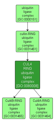 GO:0080008 - CUL4 RING ubiquitin ligase complex (interactive image map)