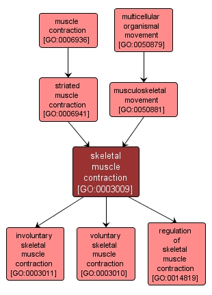 GO:0003009 - skeletal muscle contraction (interactive image map)