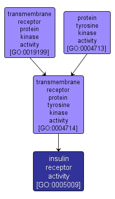 GO:0005009 - insulin receptor activity (interactive image map)