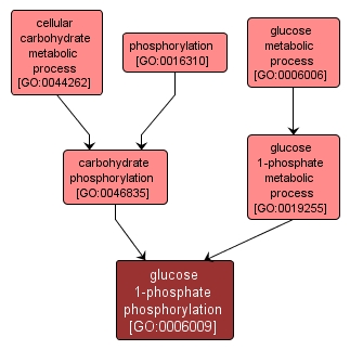GO:0006009 - glucose 1-phosphate phosphorylation (interactive image map)