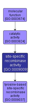 GO:0009009 - site-specific recombinase activity (interactive image map)