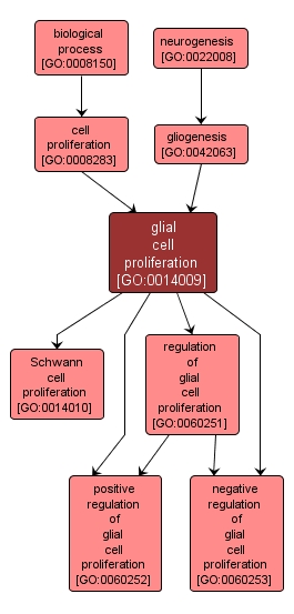 GO:0014009 - glial cell proliferation (interactive image map)