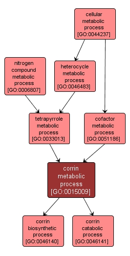 GO:0015009 - corrin metabolic process (interactive image map)