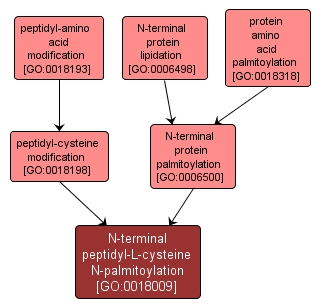 GO:0018009 - N-terminal peptidyl-L-cysteine N-palmitoylation (interactive image map)