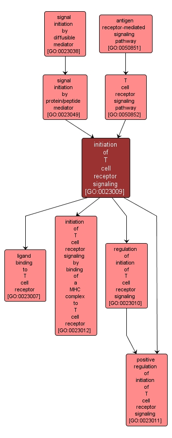 GO:0023009 - initiation of T cell receptor signaling (interactive image map)